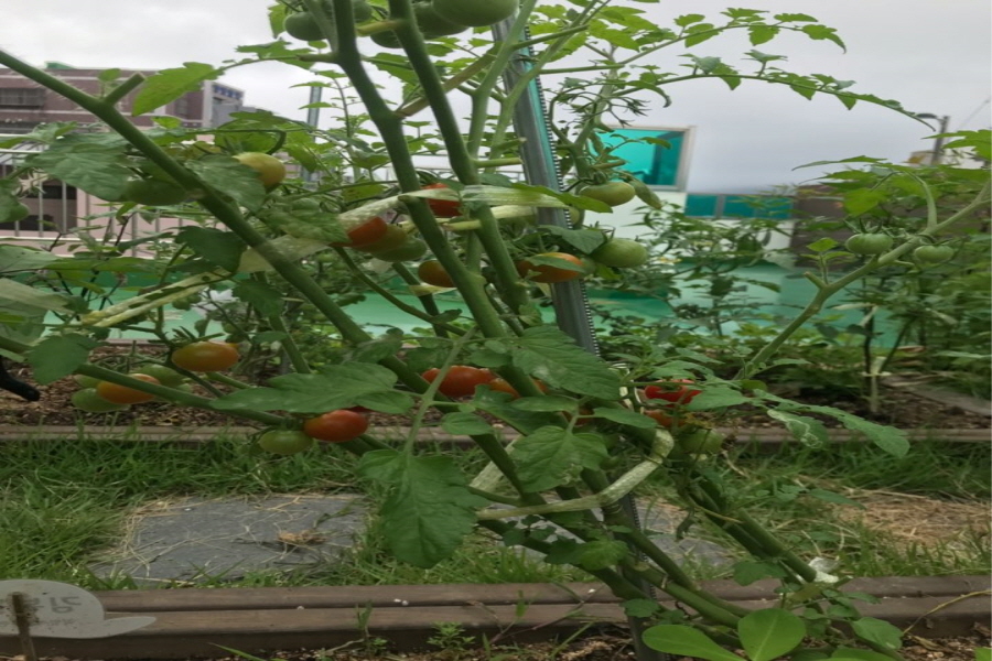 토마토가 빨갛게 익어있는 사진