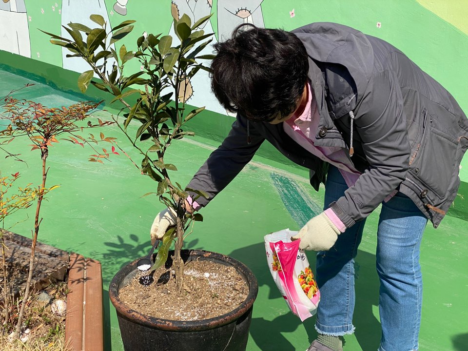 귤나무에 요수를 뿌리는 모습