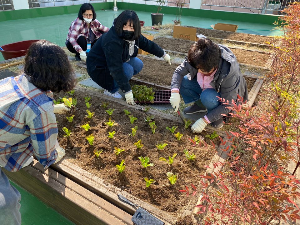 텃밭에 모종을 심는 모습